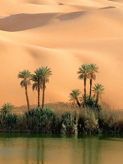Пальмы среди песков пустыни будут напоминать об отпуске, стоит лишь взглянуть на n81